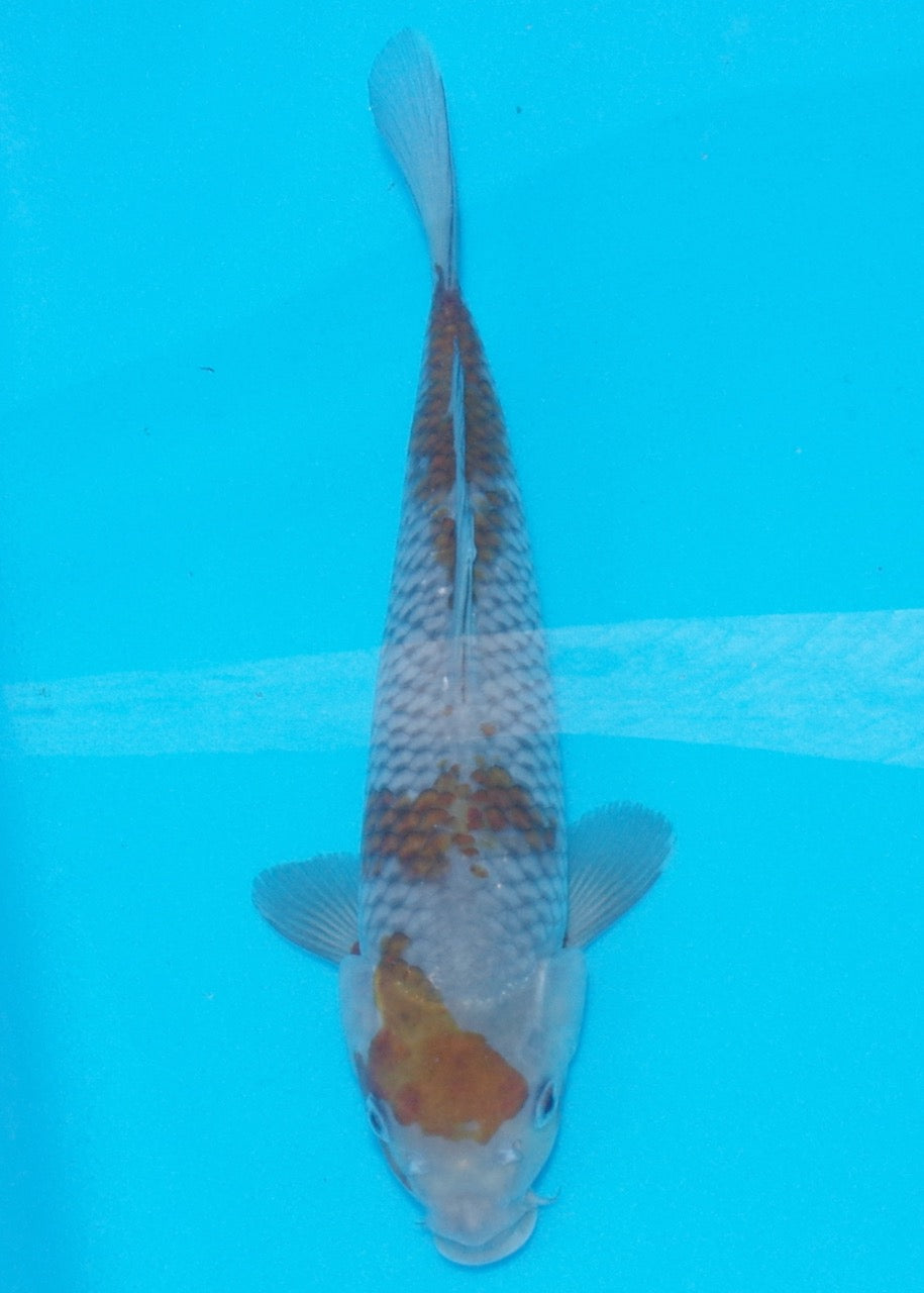 29cm Ochiba REF SRL02-A019