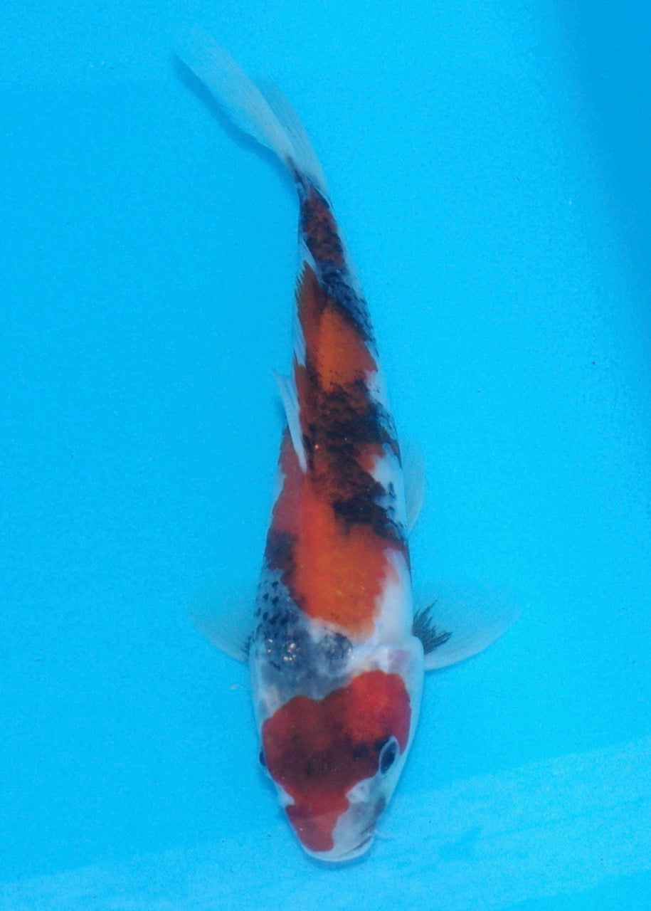 23cm Showa REF SRL02-A020