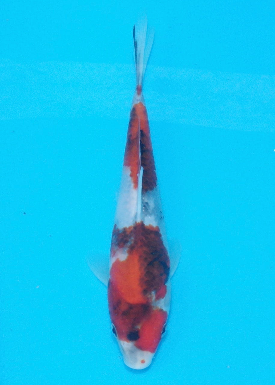 21cm Showa REF SRL02-A028