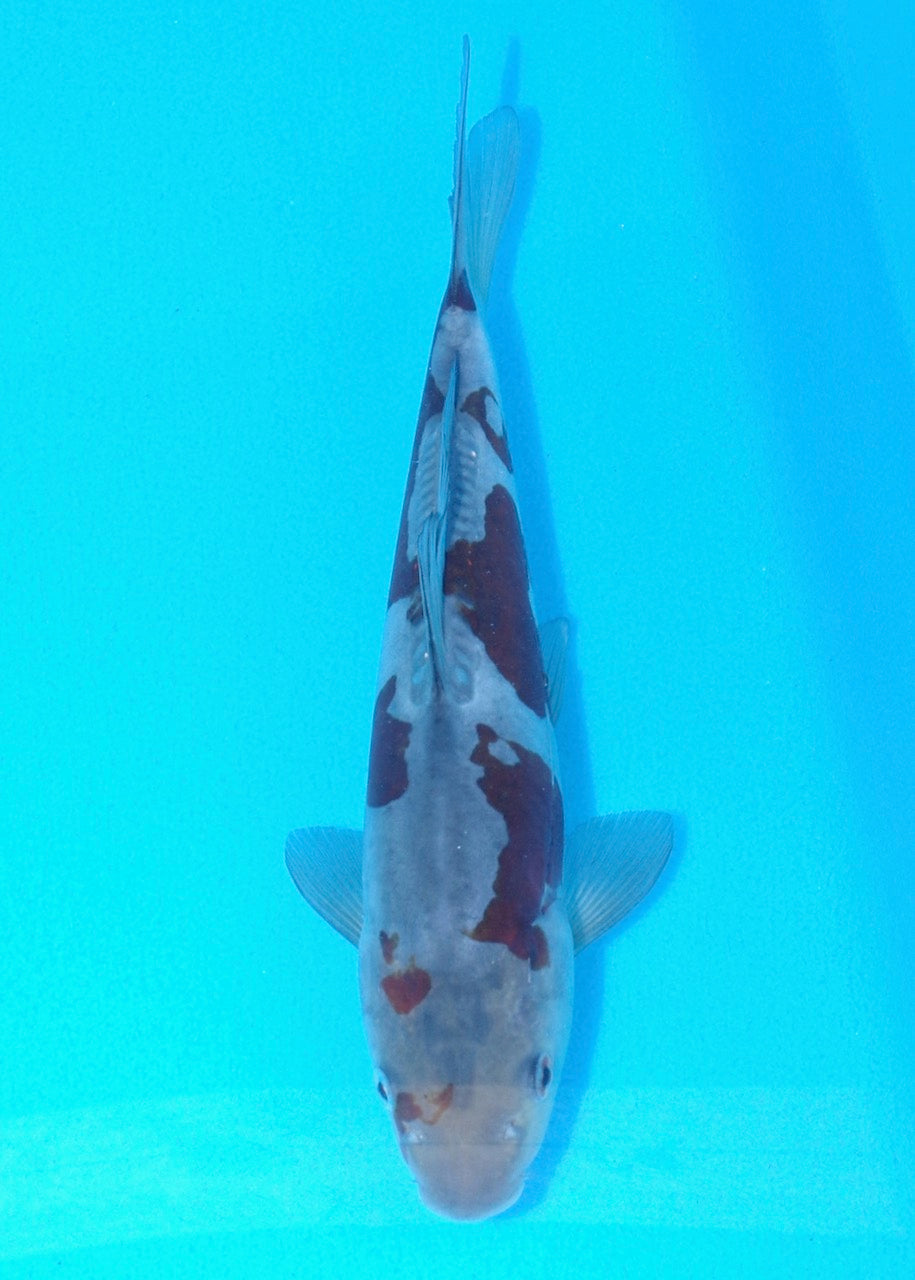 25cm Doitsu Ochiba REF SRL02-A002