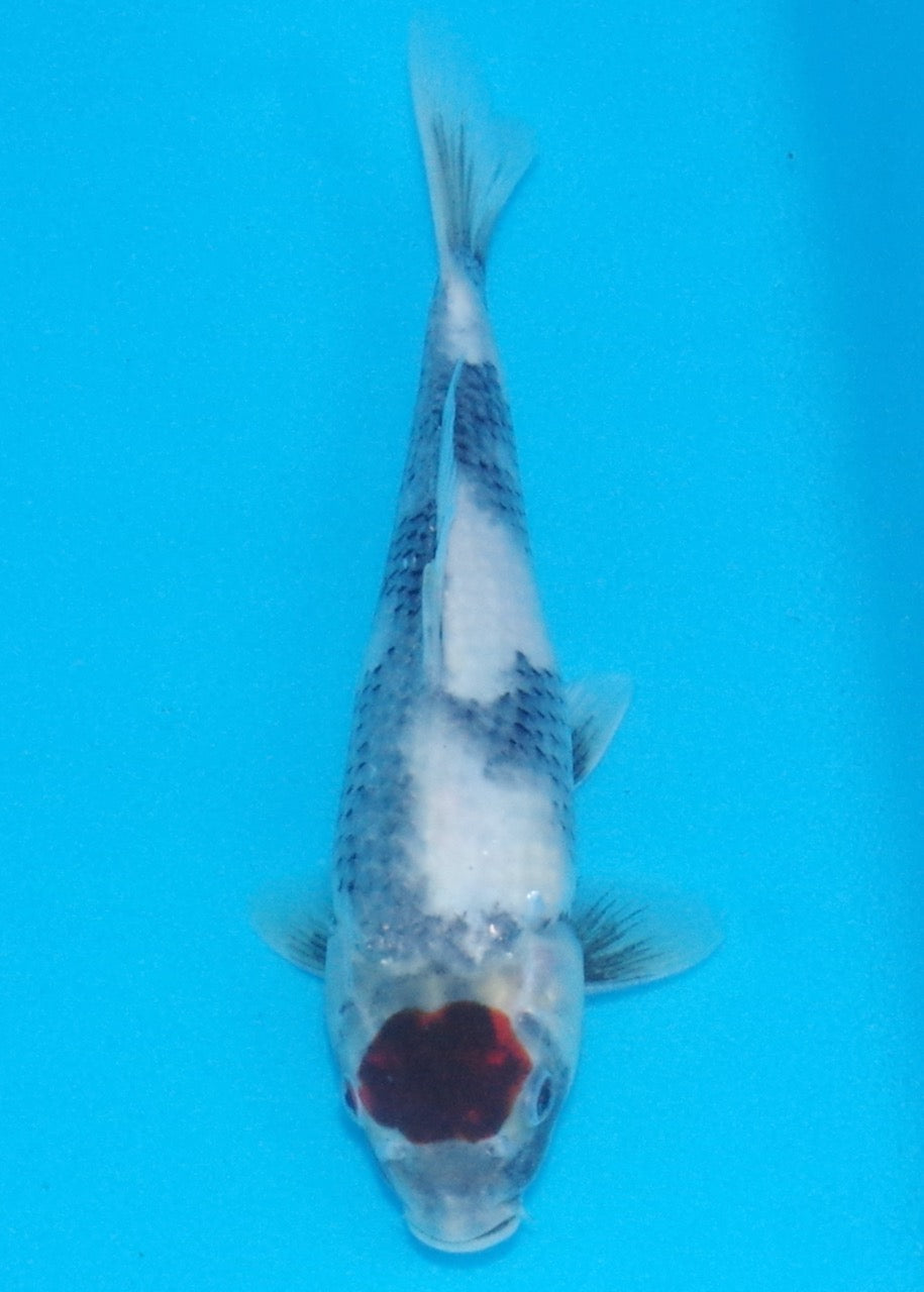 26cm Tancho Showa REF SRL02-A034
