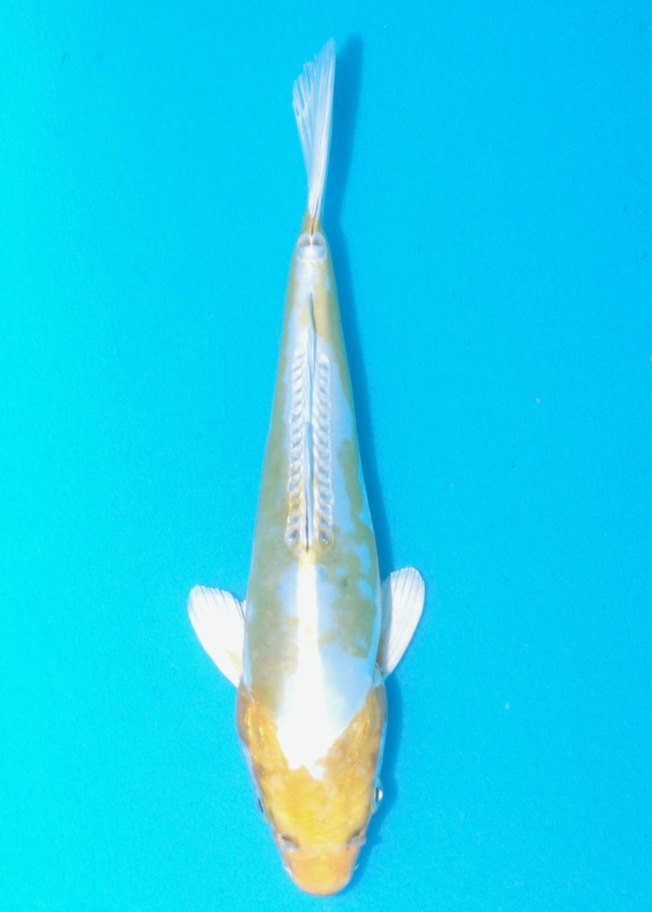 23cm Lemon Hariwake REF SRL02-A039