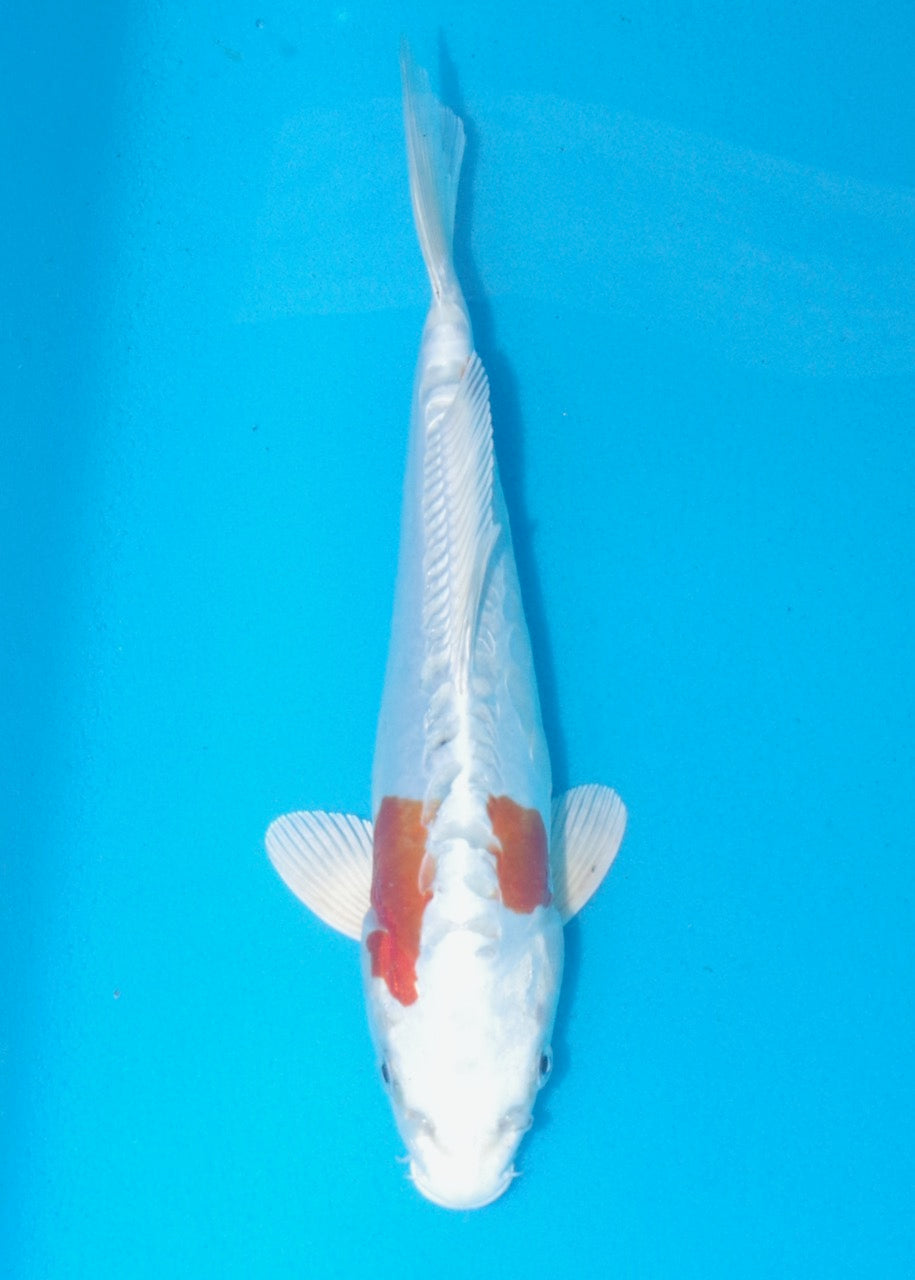 25cm Kikisui REF SRL02-A041