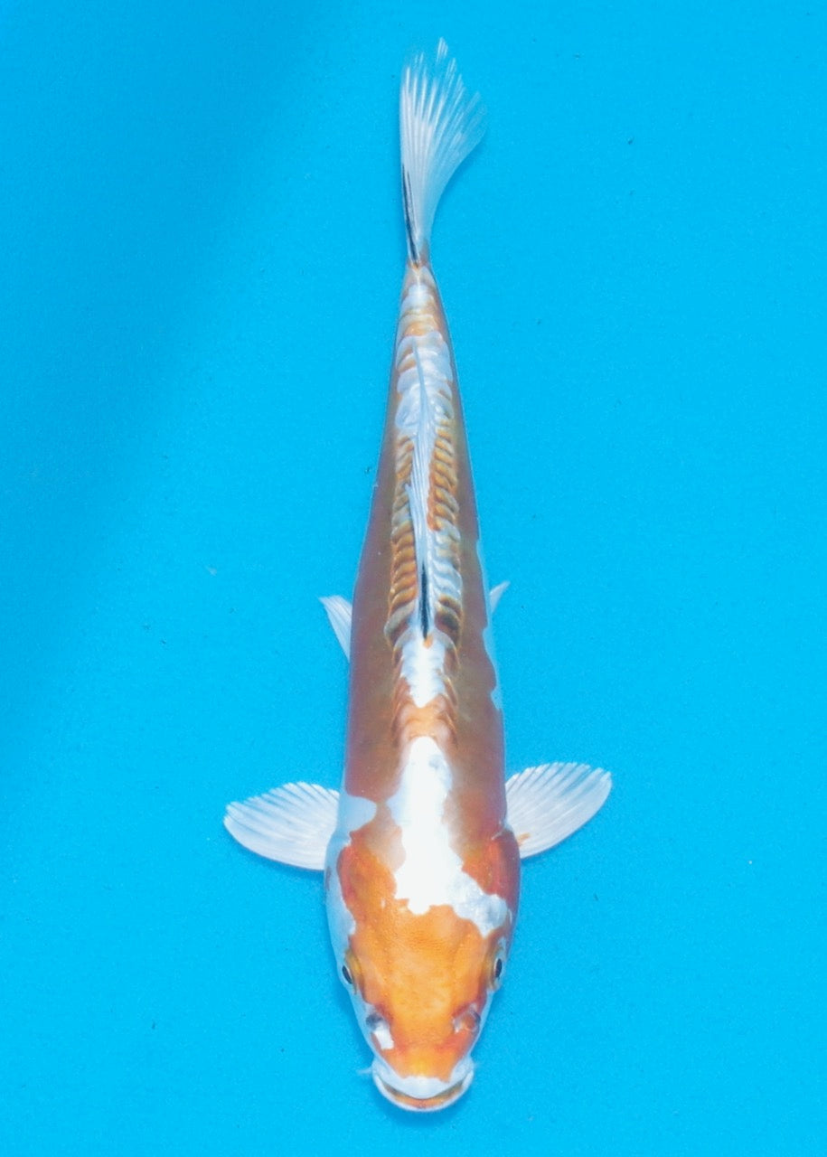 22cm Hariwake REF SRL02-A042