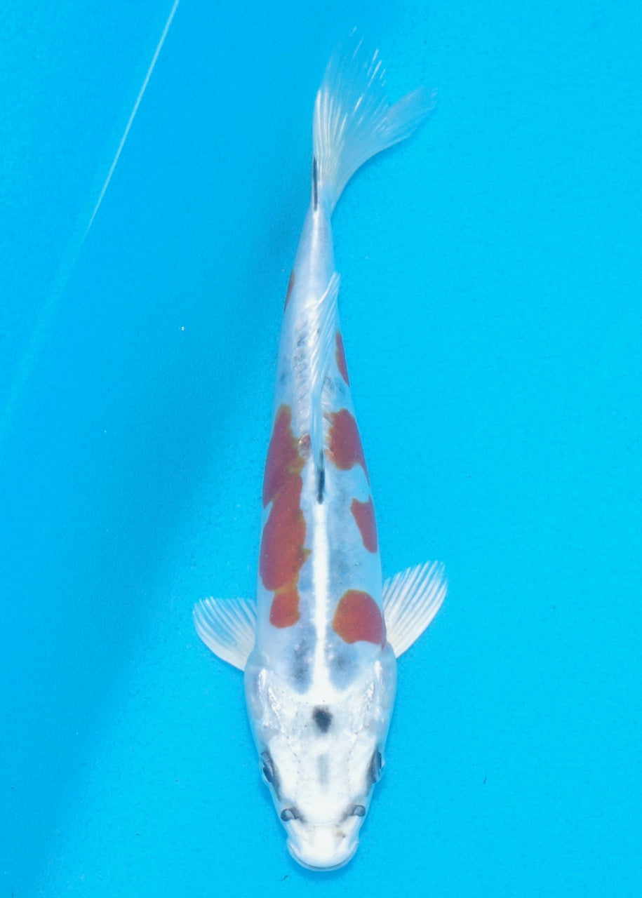 19cm Beni Kikokuryu REF SRL02-A044