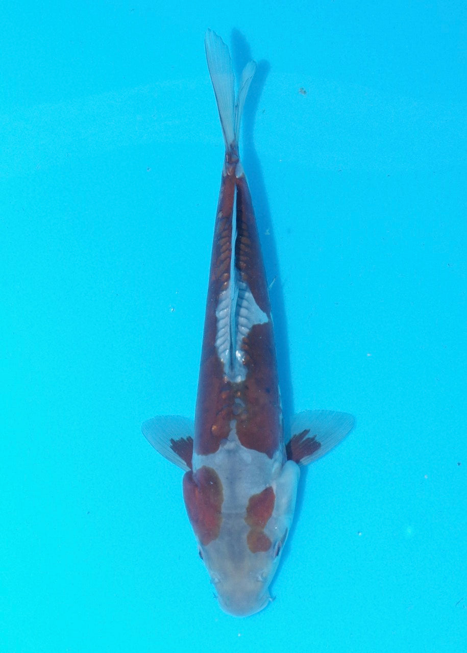 27cm Doitsu Ochiba REF SRL02-A052