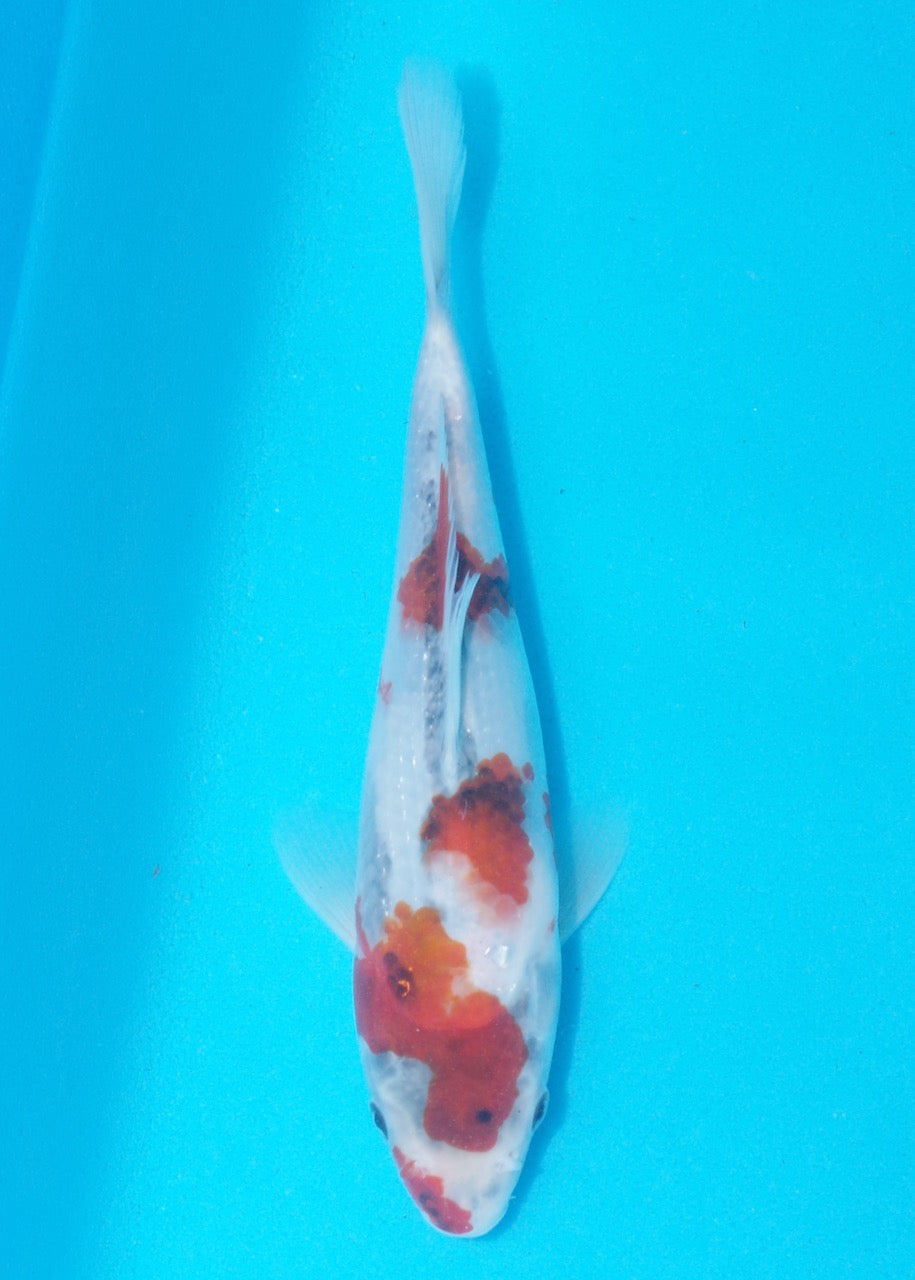 23cm Showa REF SRL02-A055