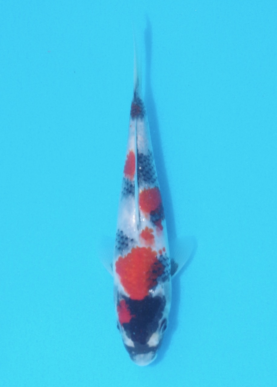 18cm Showa REF SRL02-A060