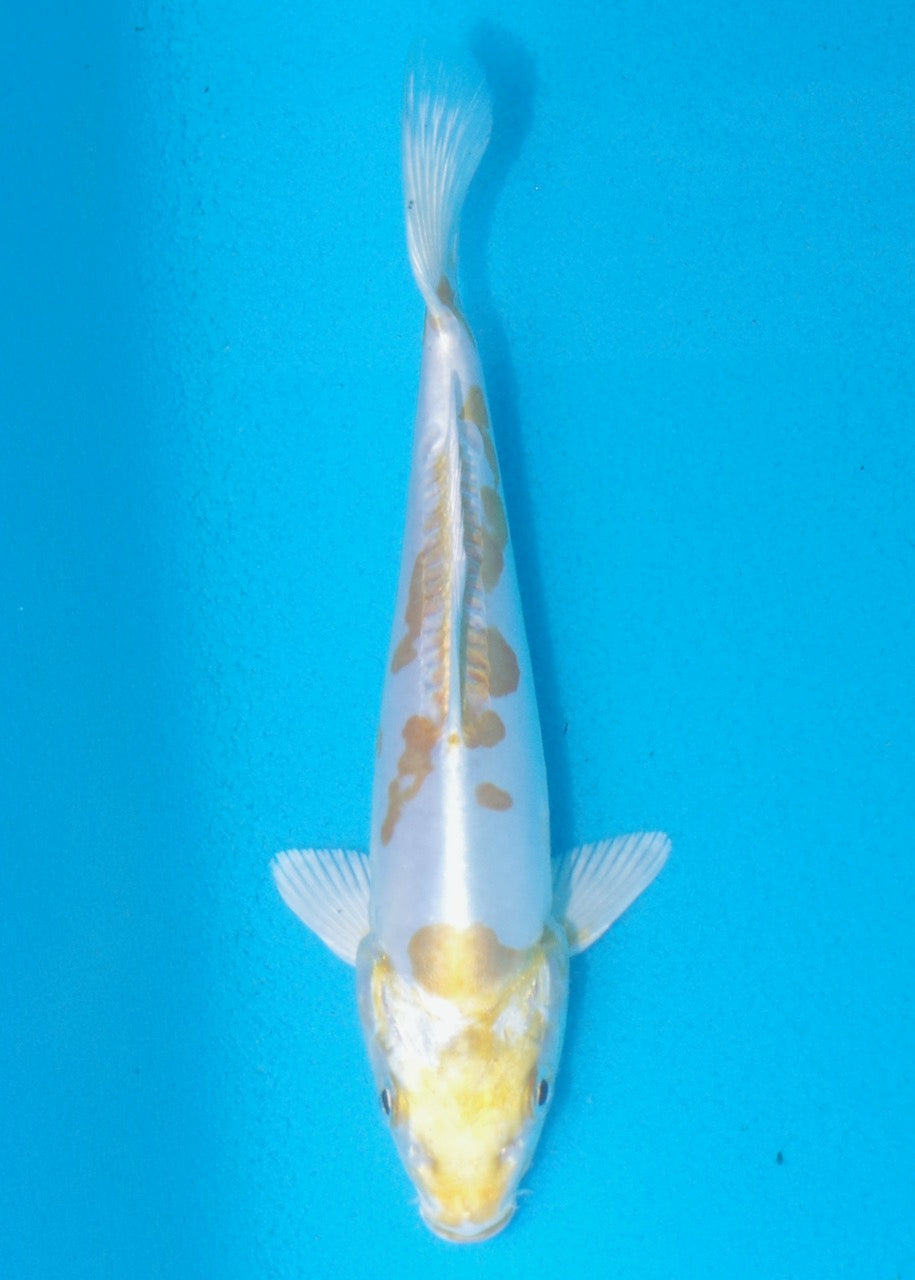 17cm Lemon Hariwake REF SRL02-A061