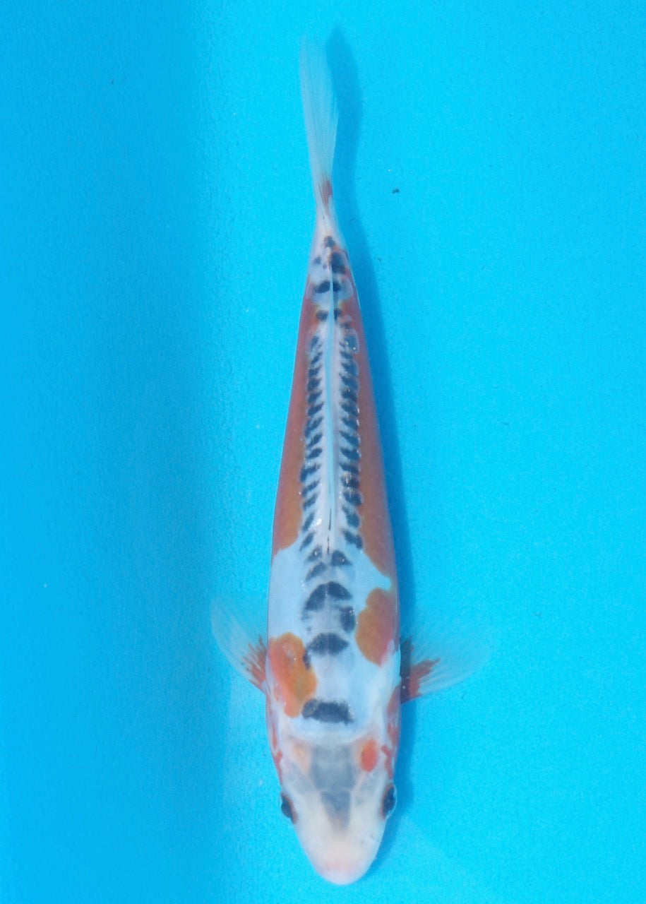 20cm Shusui REF SRL02-A064