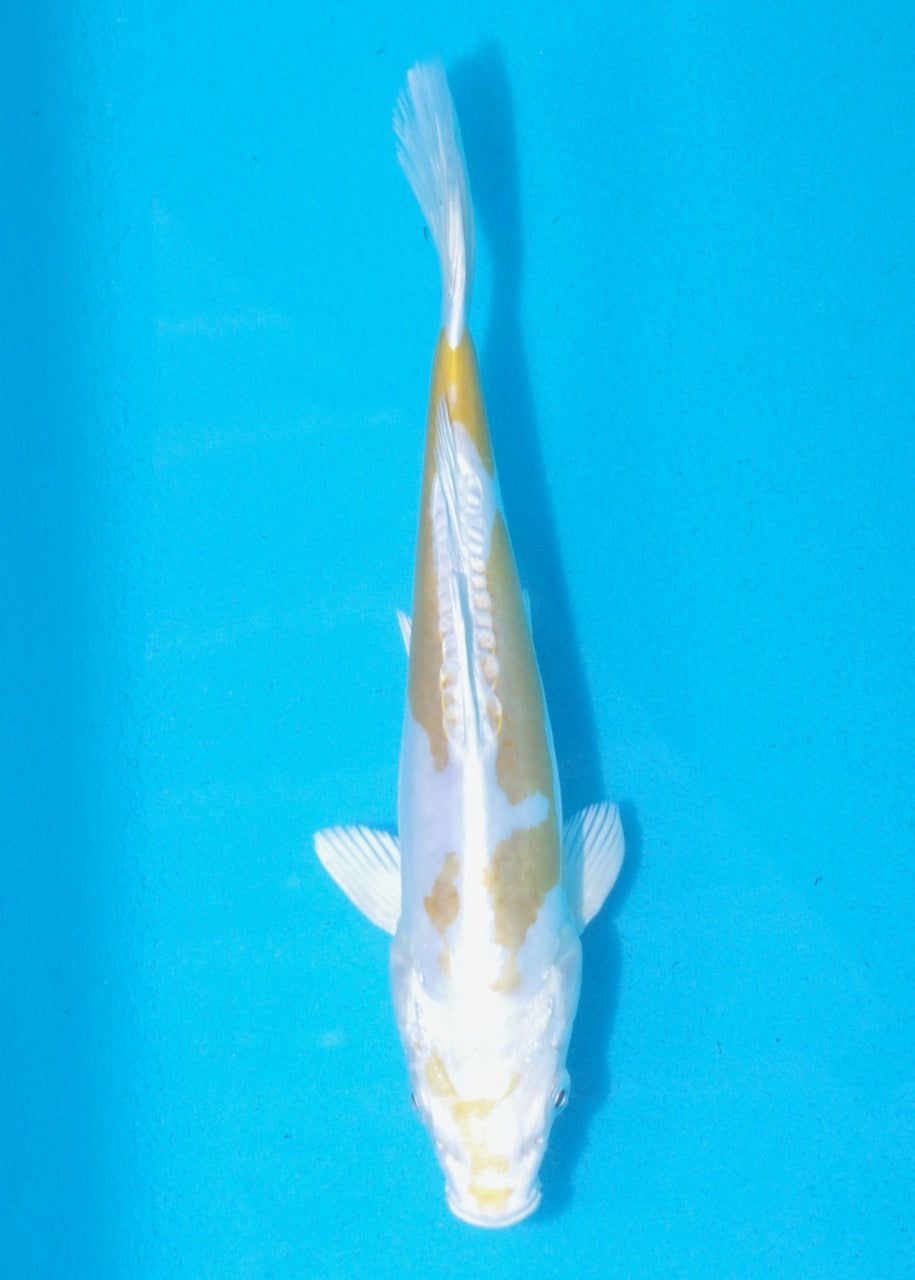 21cm Lemon Hariwake REF SRL02-A068