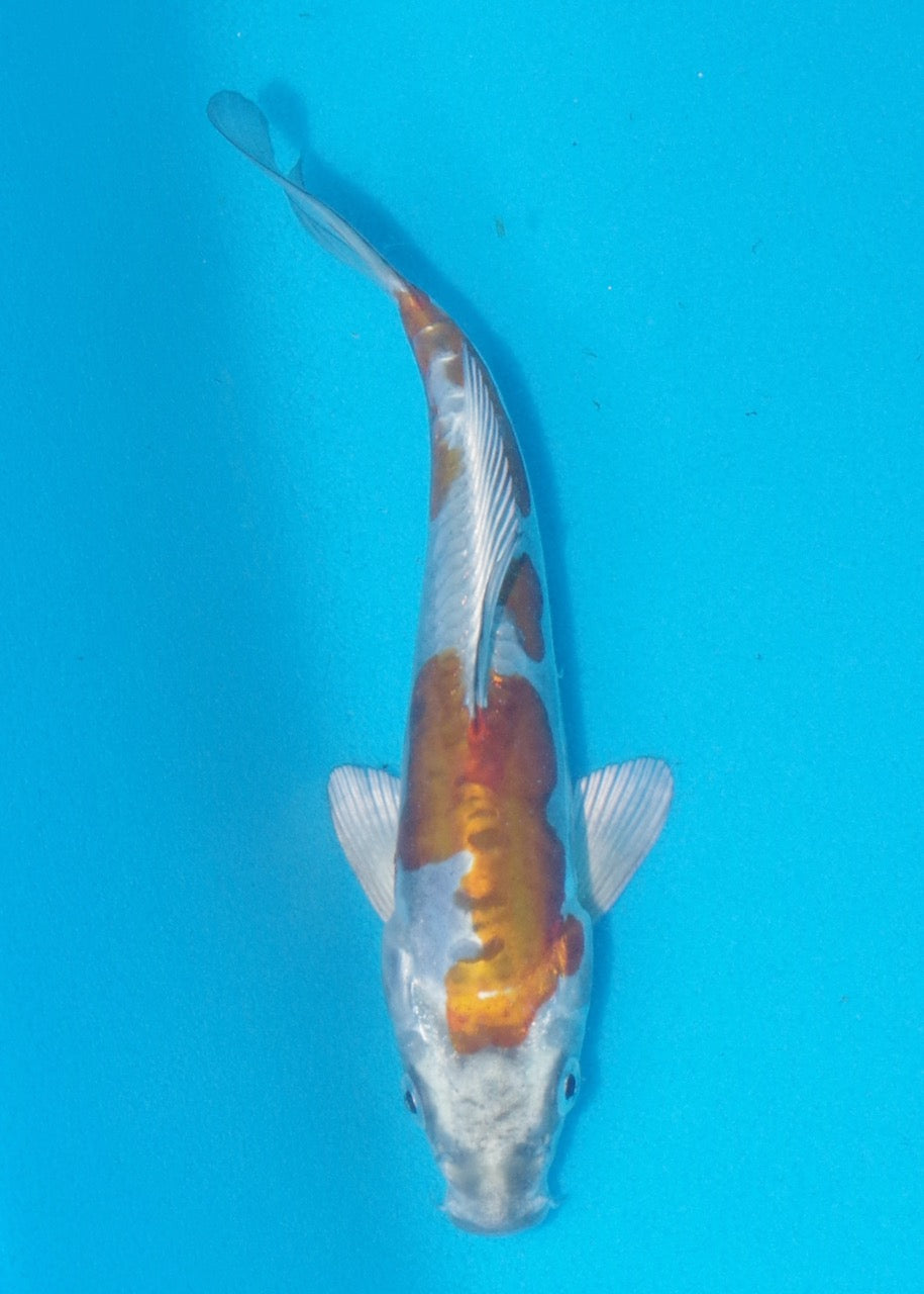 20cm Doitsu Metallic Ochiba REF SRL02-A071