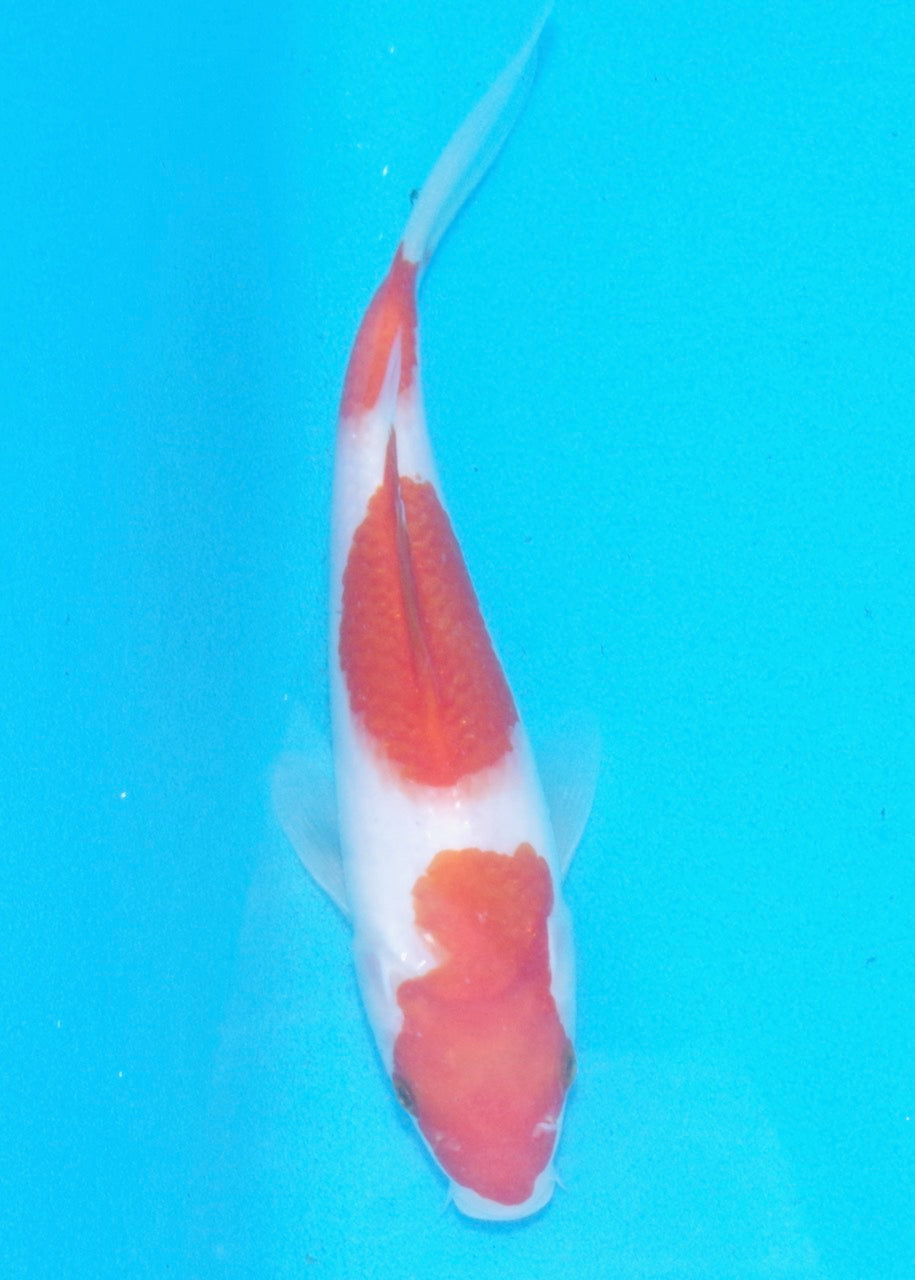 20cm Kohaku REF SRL02-A072