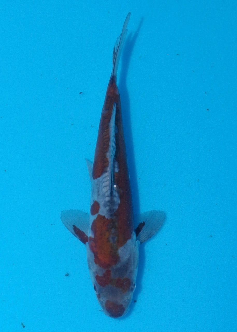 23cm Doitsu Ochiba REF SRL02-A077