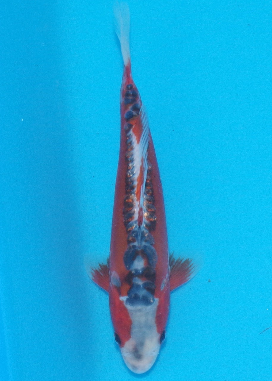 22cm Shusui REF SRL02-A078