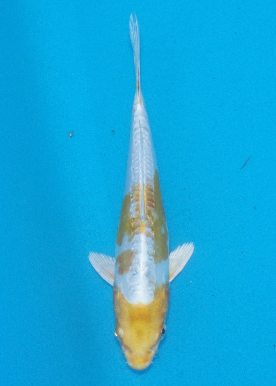 17cm Lemon Hariwake REF SRL02-A079