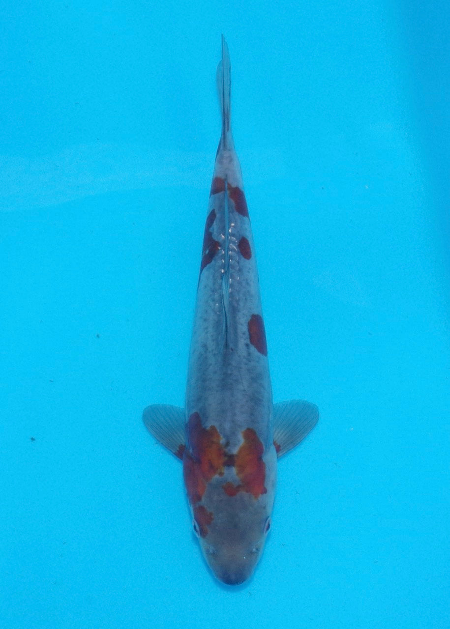 28cm Doitsu Ochiba REF SRL02-A085