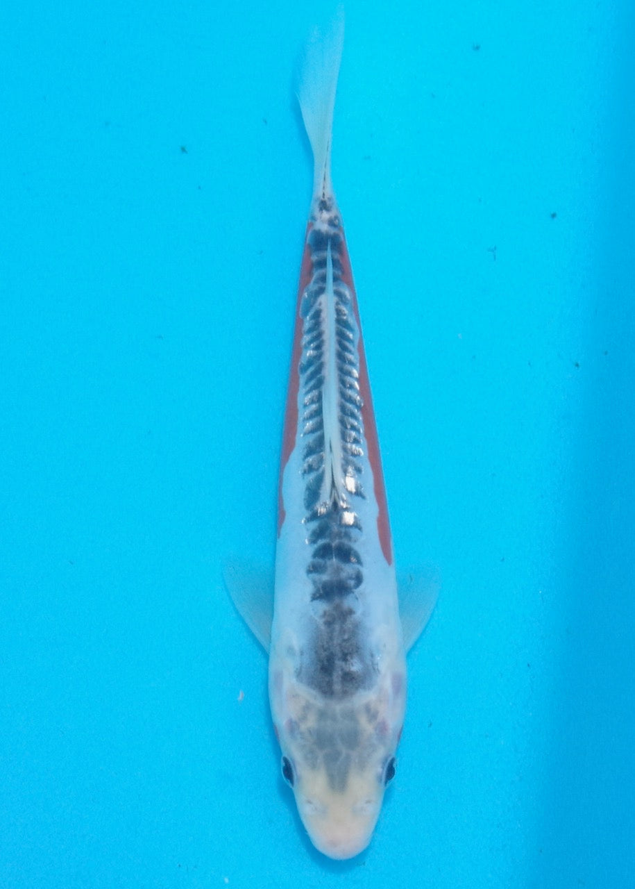 21cm Shusui REF SRL02-A088