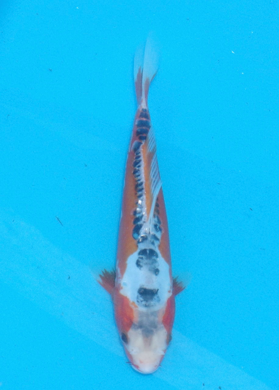 22cm Shusui REF SRL02-A089