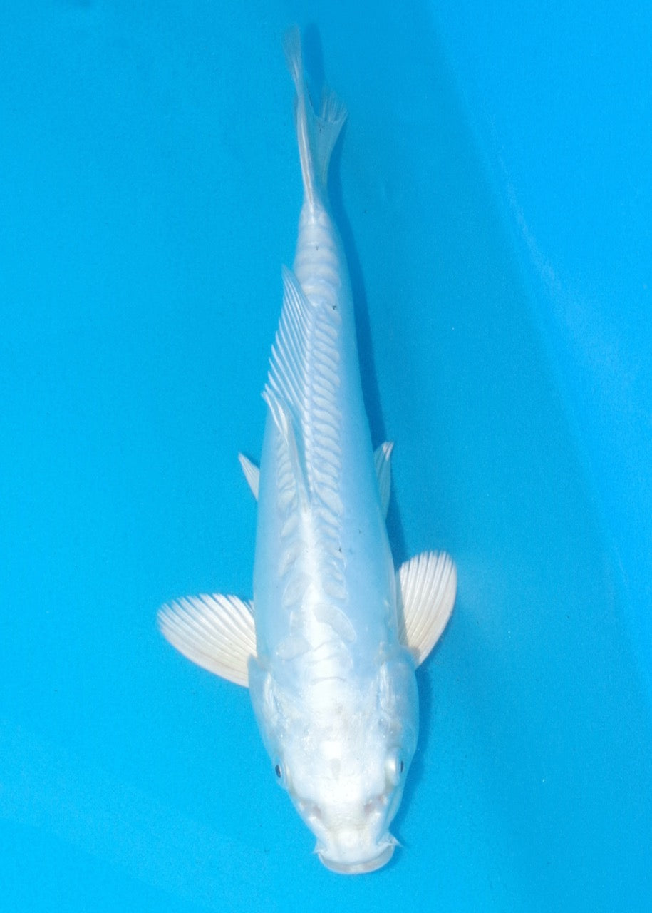 22cm Doitsu Purachina REF SRL02-A090