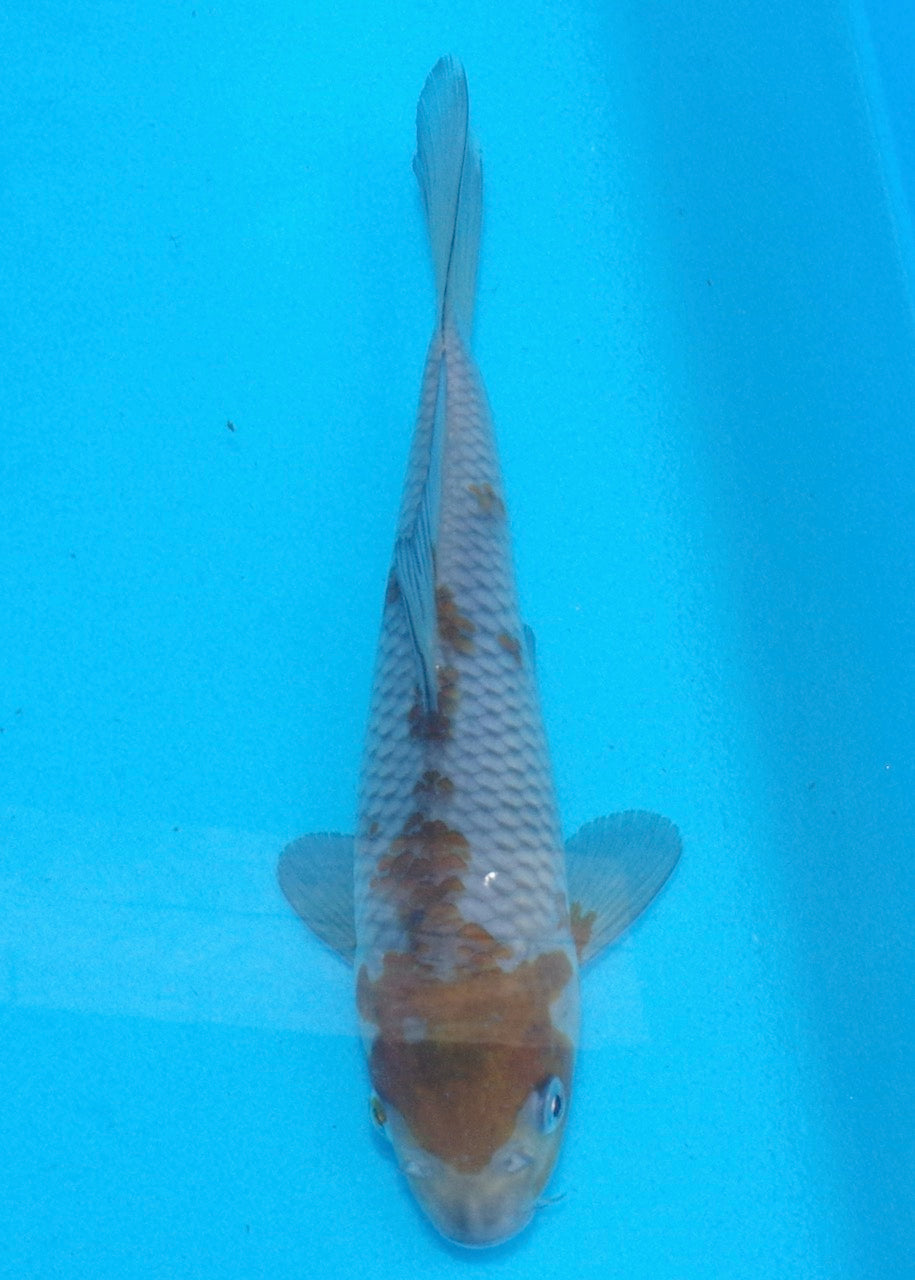 20cm Ochiba REF SRL02-A092