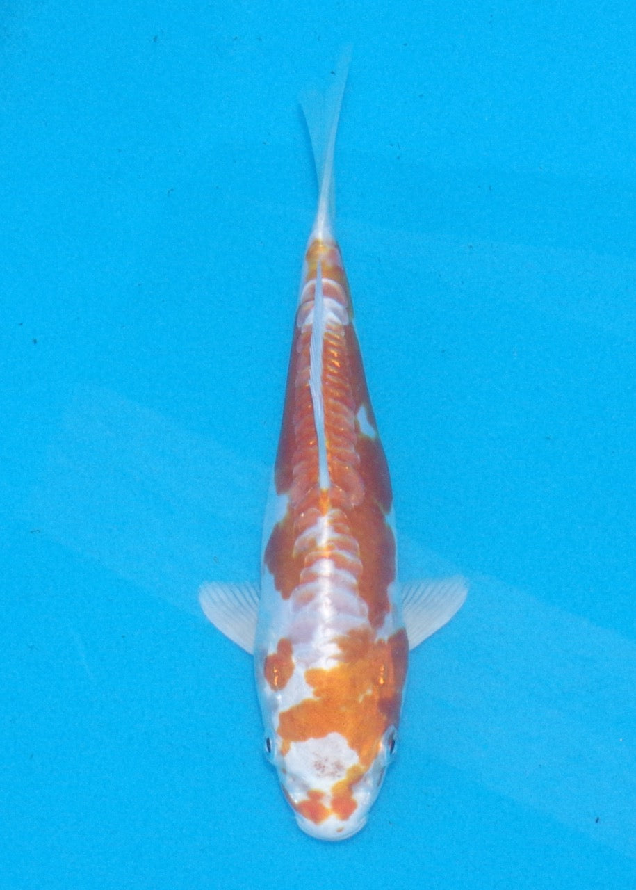 19cm Kikisui REF SRL02-A094