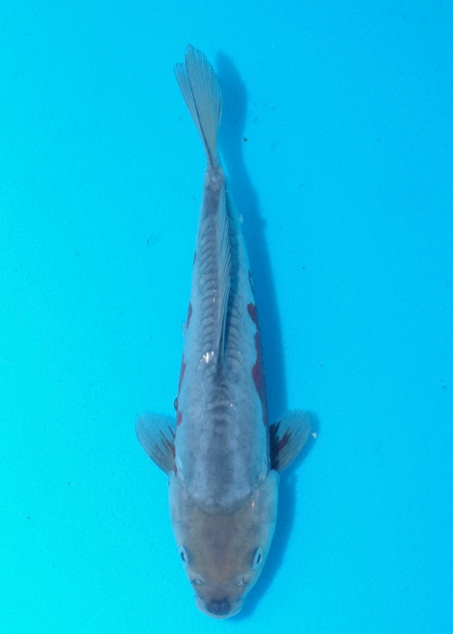 25cm Doitsu Ochiiba REF SRL02-A095