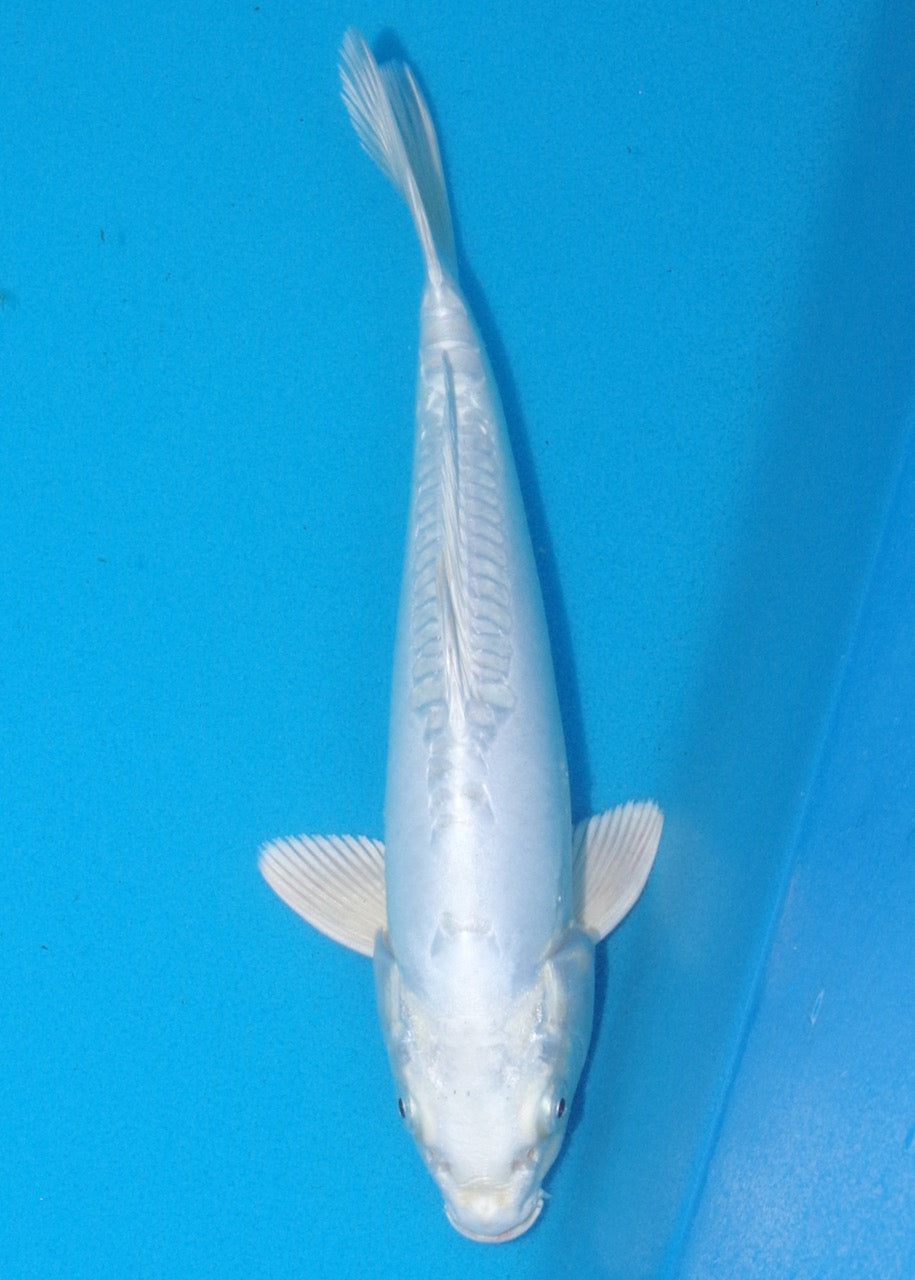 28cm Doitsu Purachina REF SRL02-A096