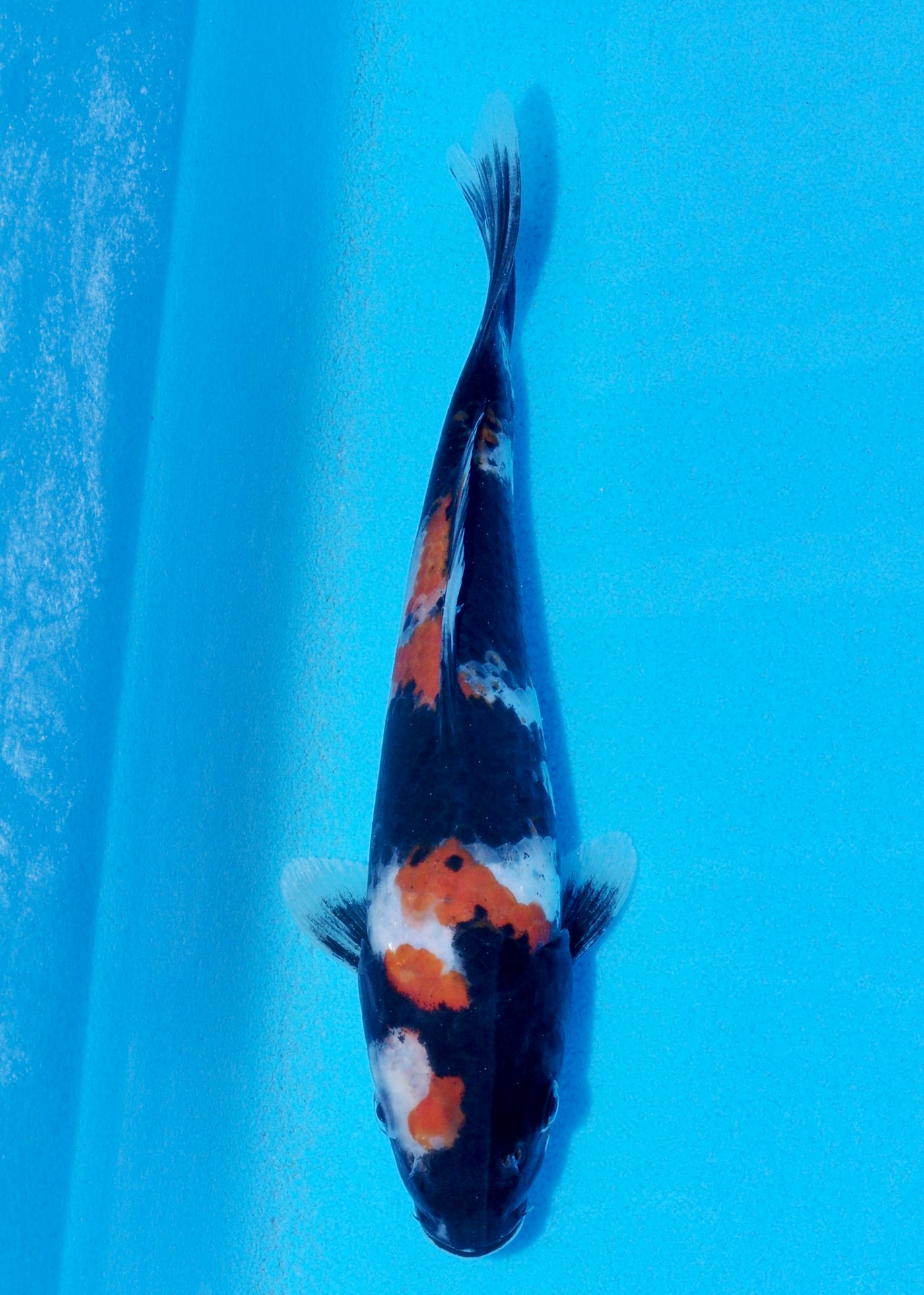21cm Showa (Sekiguchi) REF - JUN67
