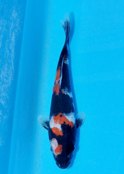 21cm Showa (Sekiguchi) REF - JUN67