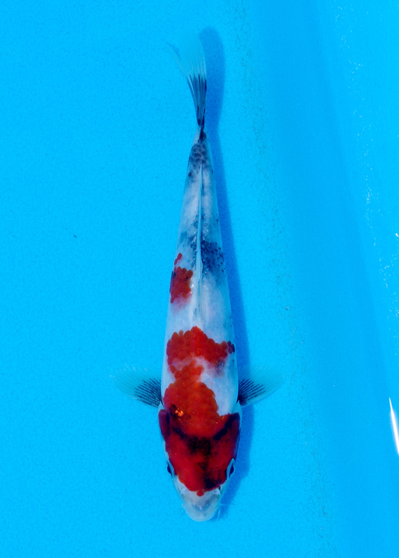 21cm Showa (Sekiguchi) REF - JUN68