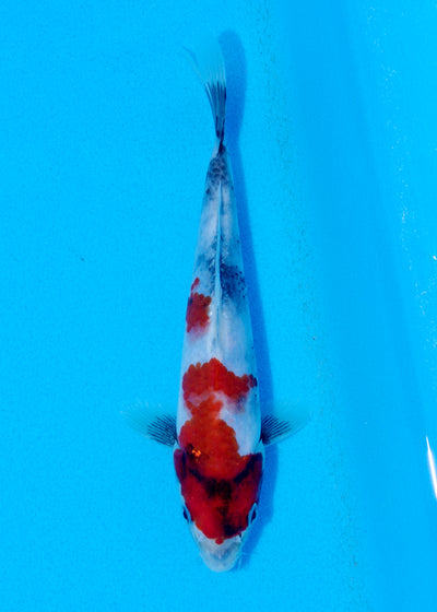 21cm Showa (Sekiguchi) REF - JUN68