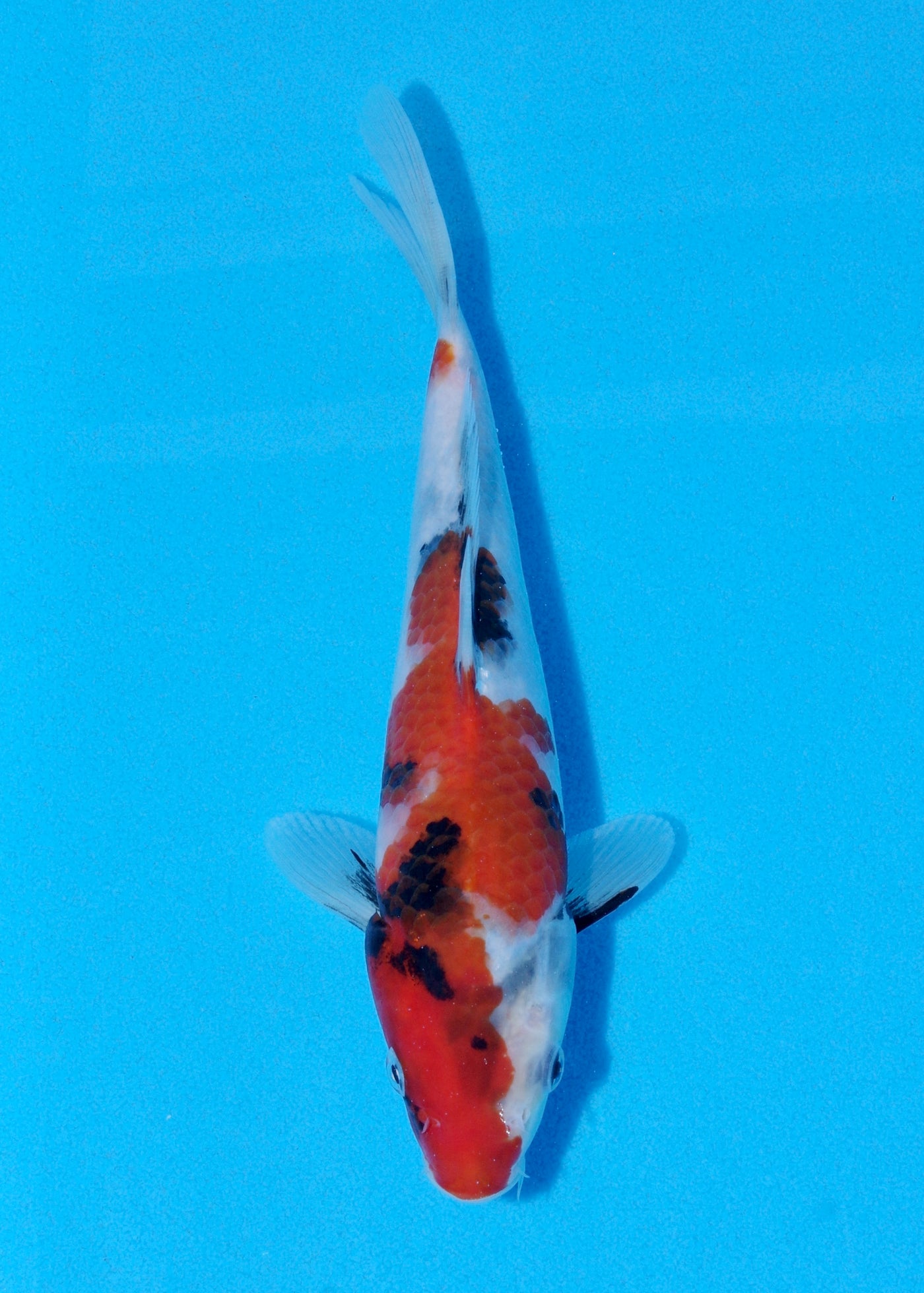 21cm Showa (Sekiguchi) REF - JUN73