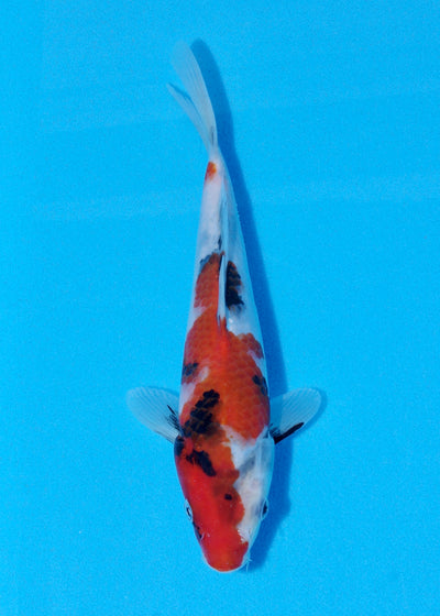 21cm Showa (Sekiguchi) REF - JUN73