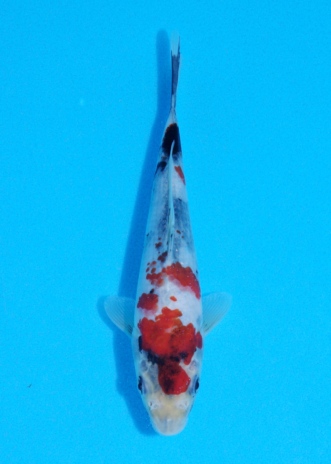 20cm Showa (Sekiguchi) REF - JUN76