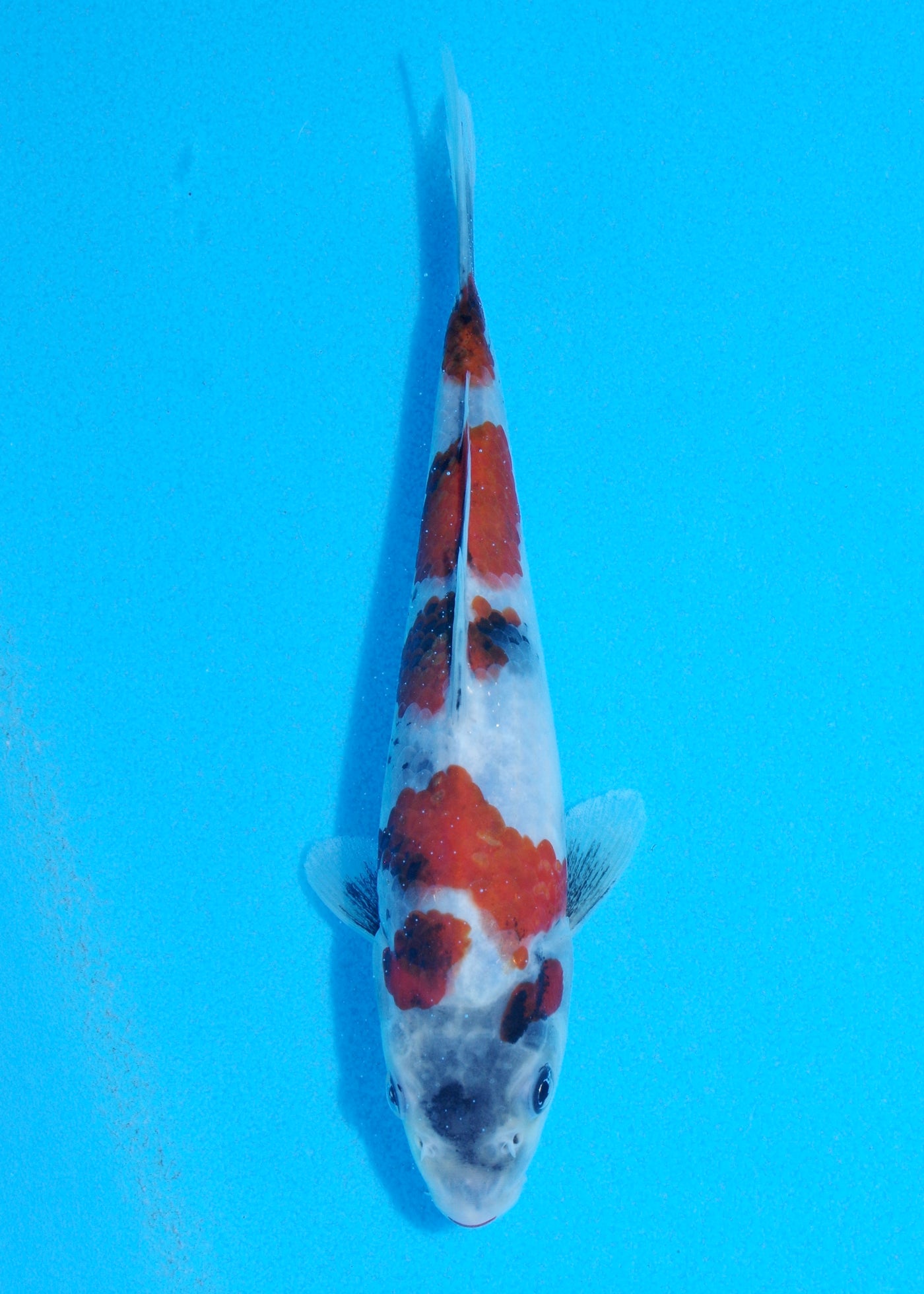 20cm Showa (Sekiguchi) REF - JUN80