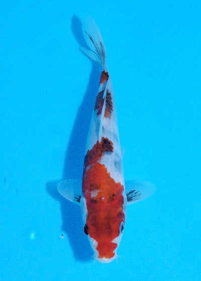20cm Showa (Sekiguchi) REF - JUN81