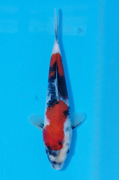 23cm Showa (Sekiguchi) REF - JUN82