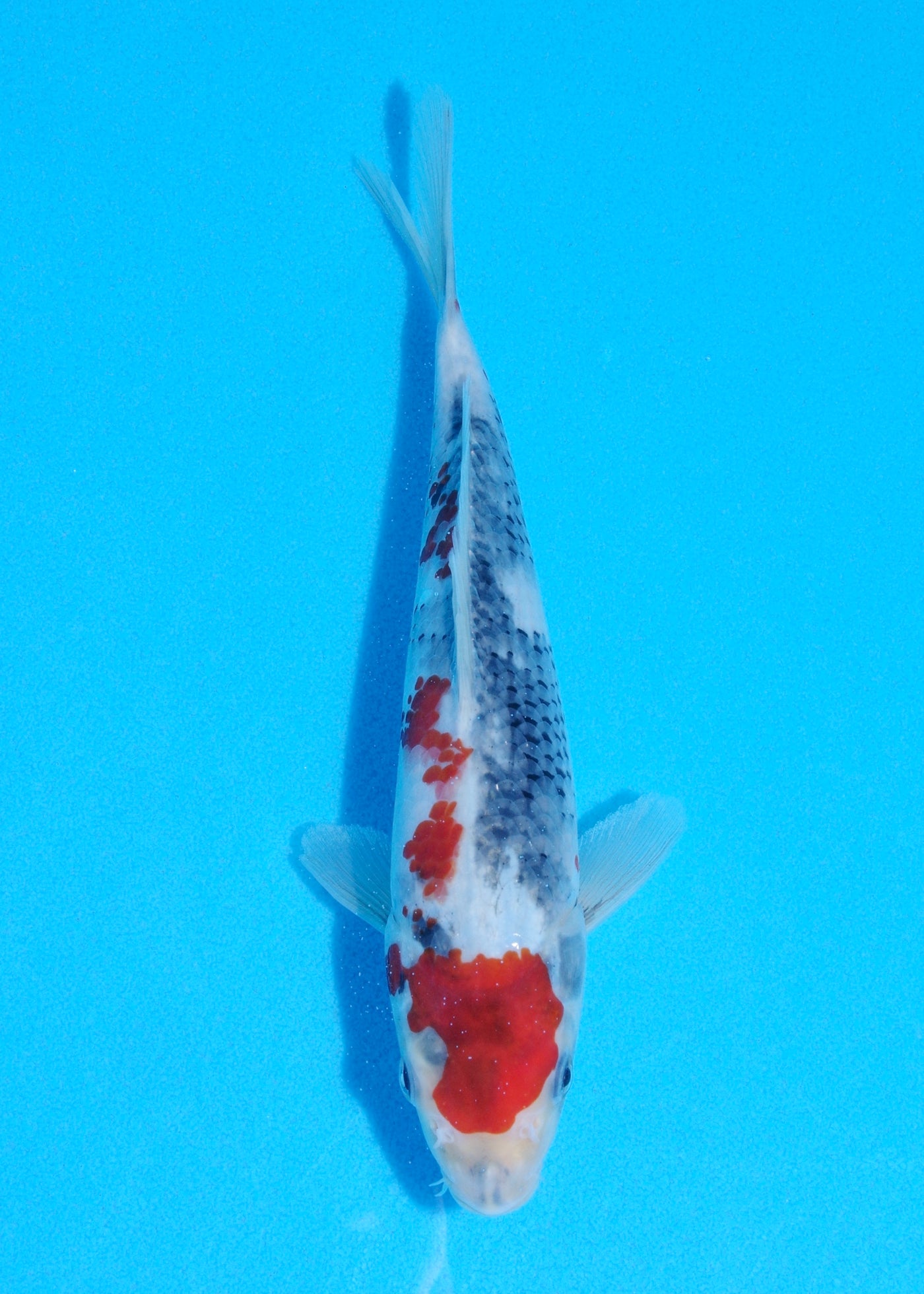 23cm Showa (Sekiguchi) REF - JUN83