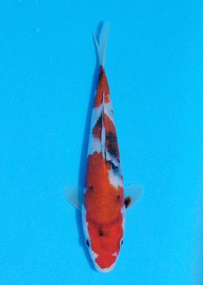23cm Showa (Sekiguchi) REF - JUN84