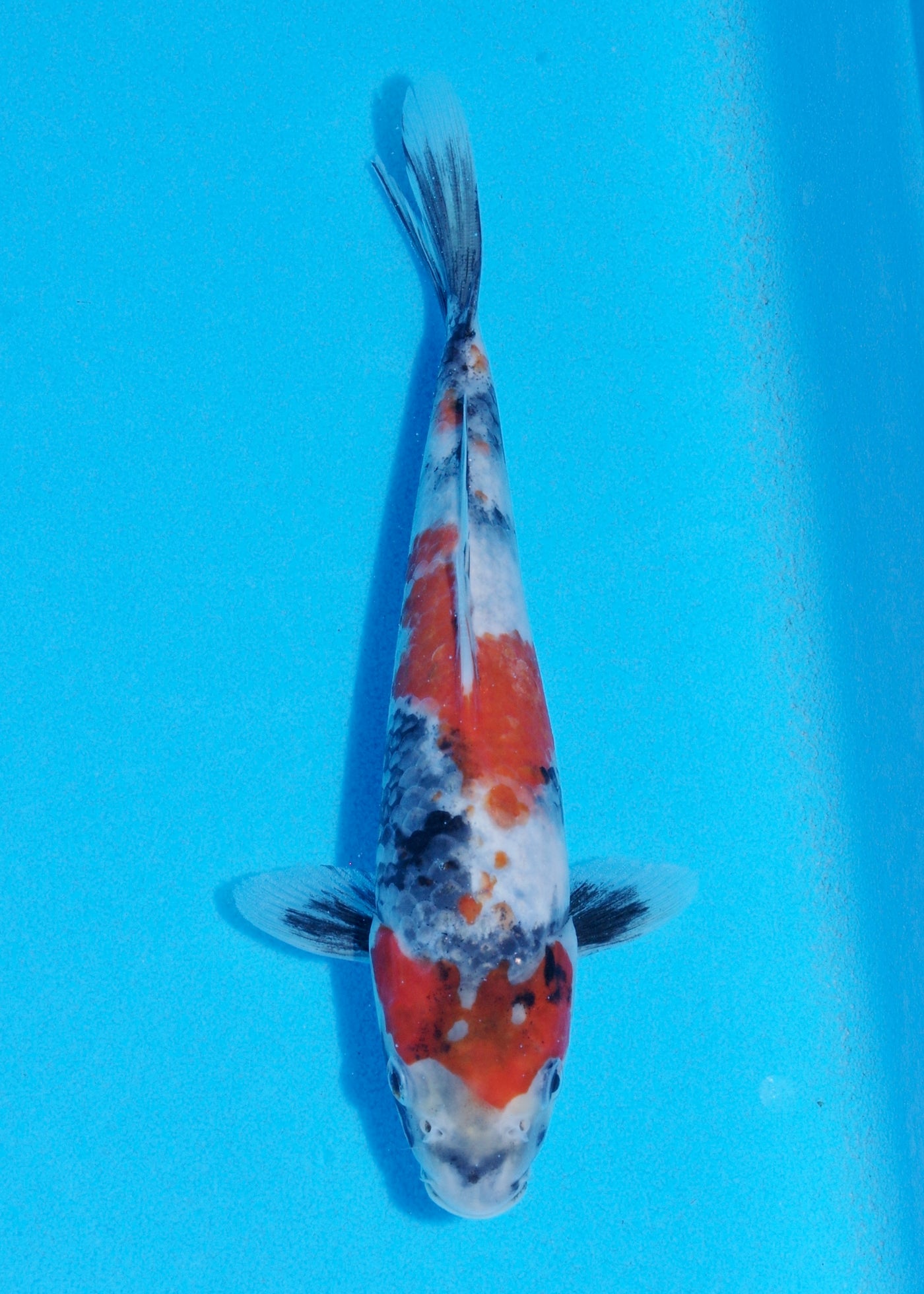 23cm Showa (Sekiguchi) REF - JUN88