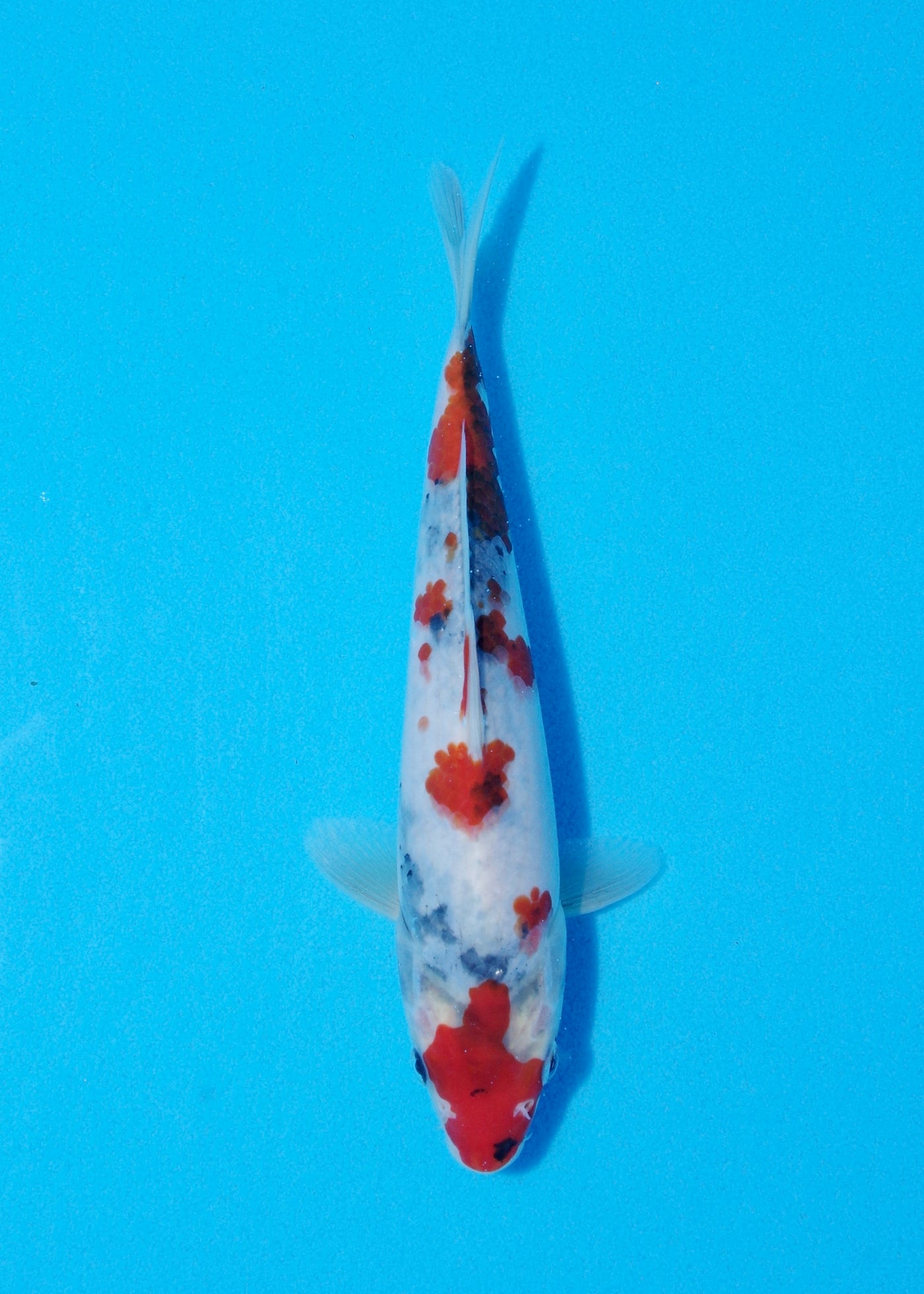 23cm Showa (Sekiguchi) REF - JUN89