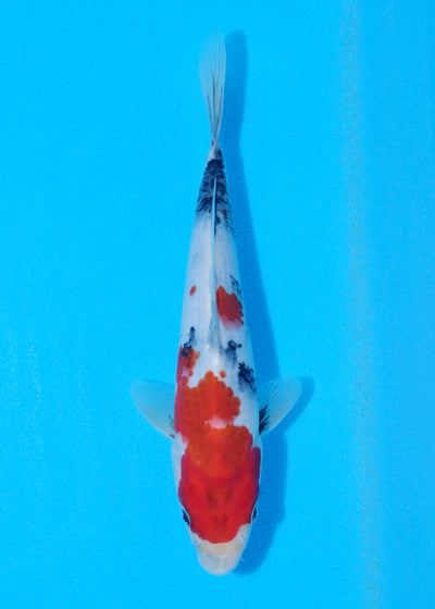 24cm Showa (Sekiguchi) REF - JUN90