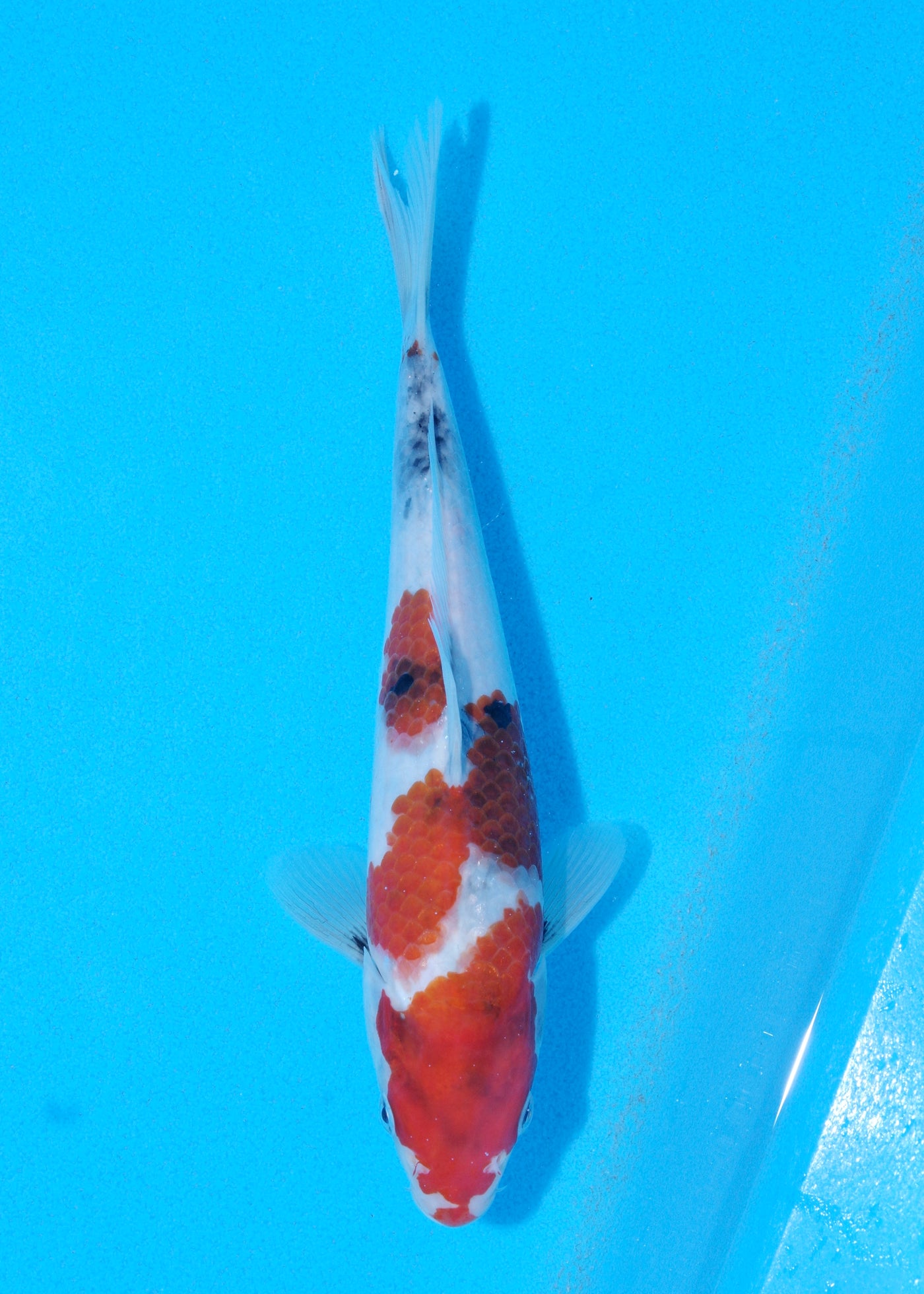 24cm Showa (Sekiguchi) REF - JUN92