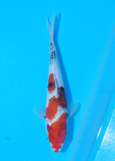 24cm Showa (Sekiguchi) REF - JUN92