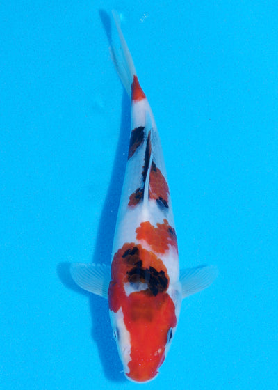 24cm Showa (Sekiguchi) REF - JUN93