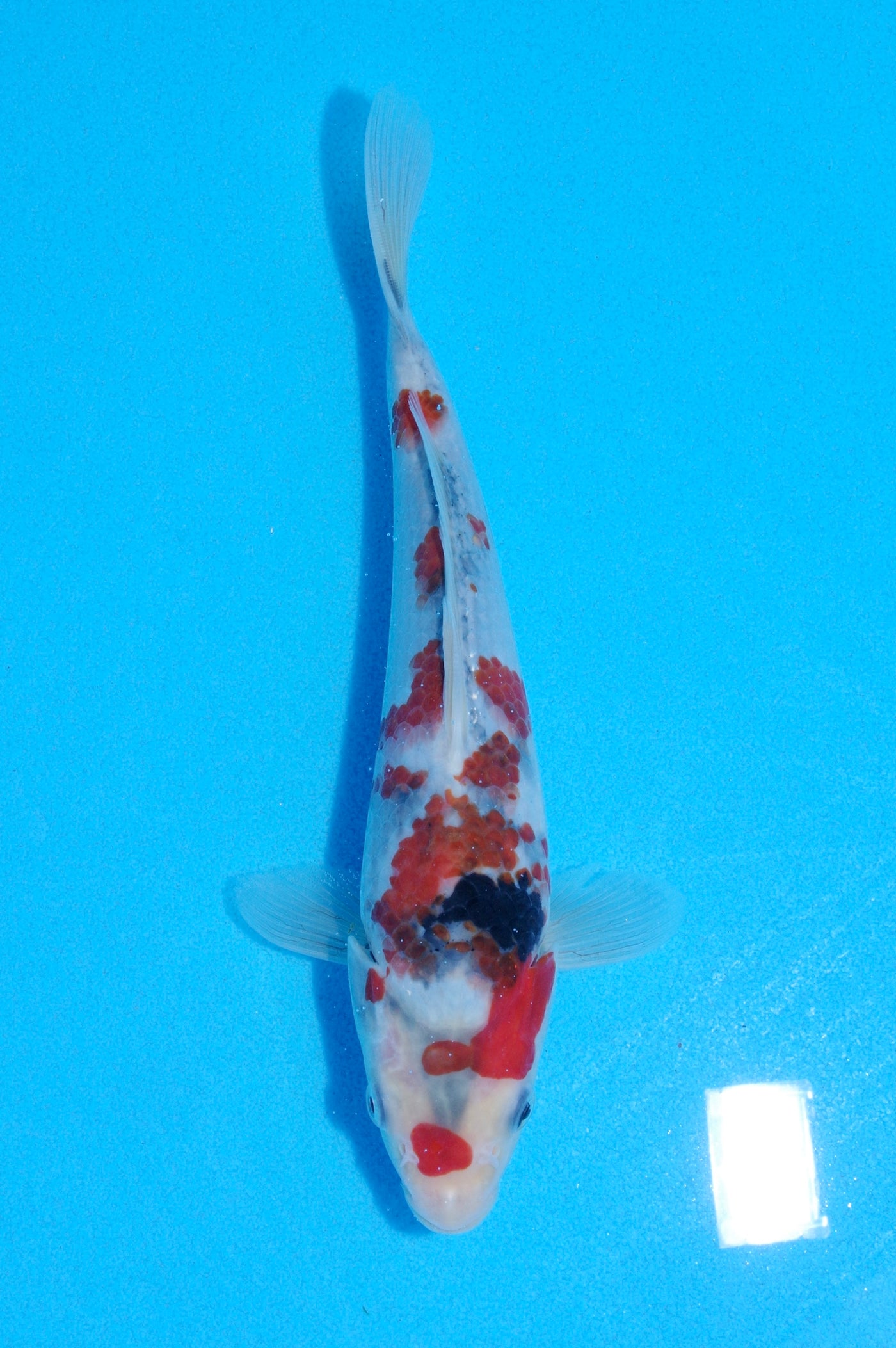 24cm Showa (Sekiguchi) REF - JUN94
