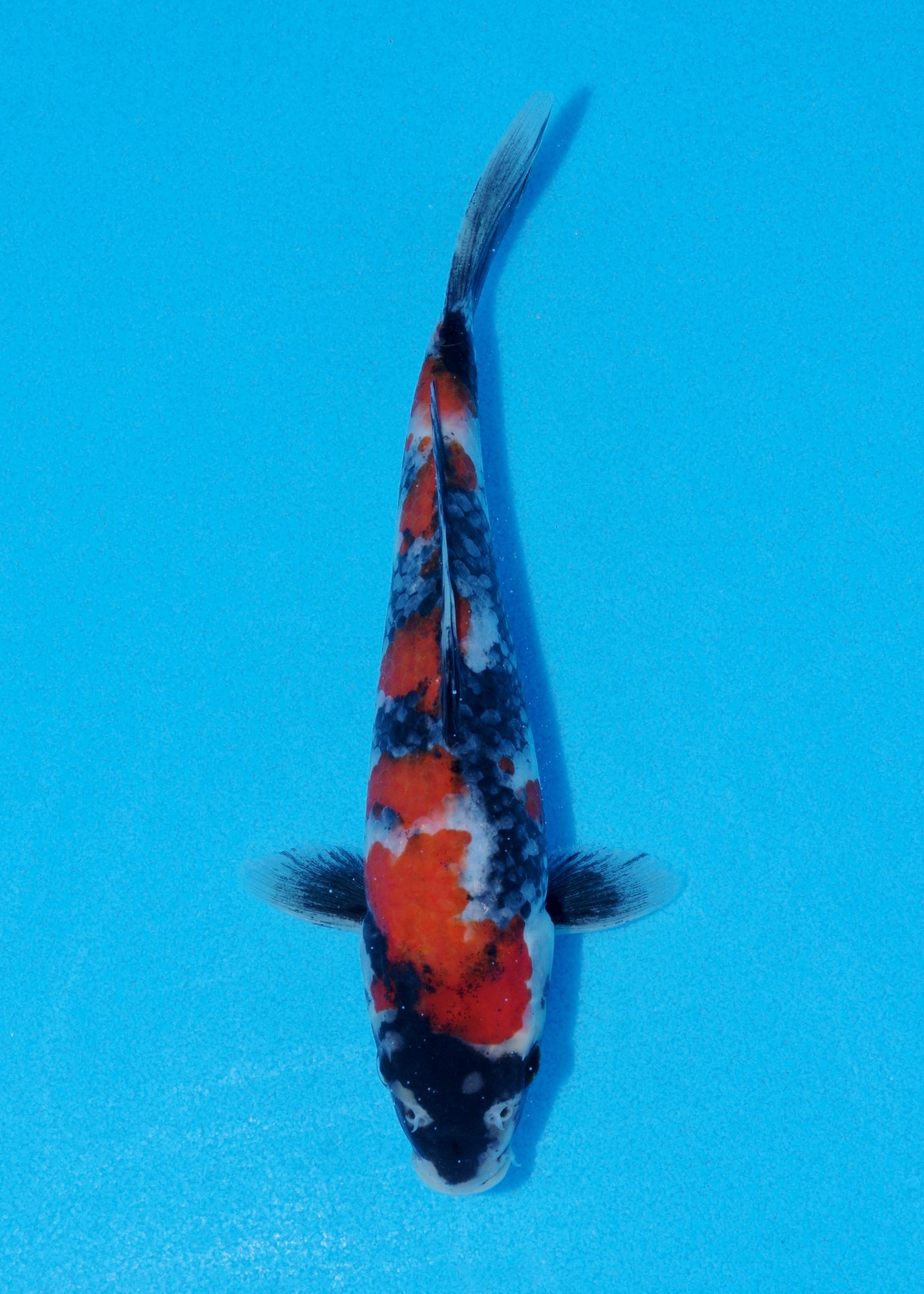 22cm Showa (Sekiguchi) REF - JUN98