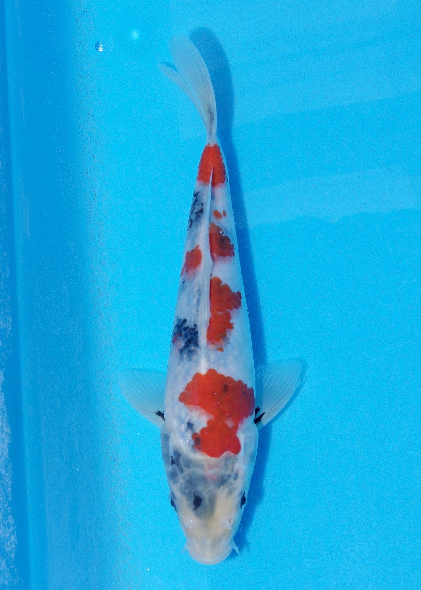 22cm Showa (Sekiguchi) REF - JUN99