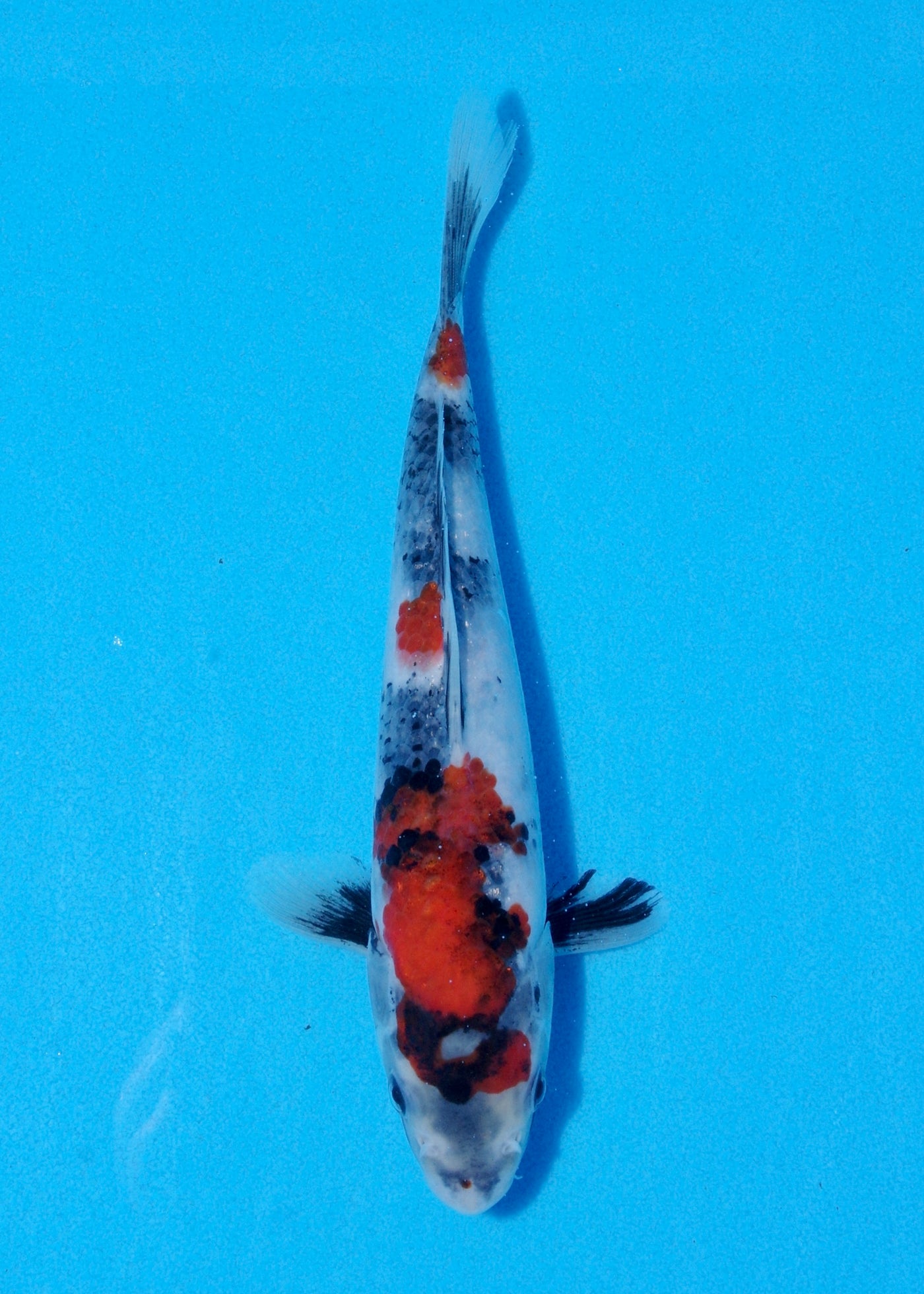 22cm Showa (Sekiguchi) REF - JUN100